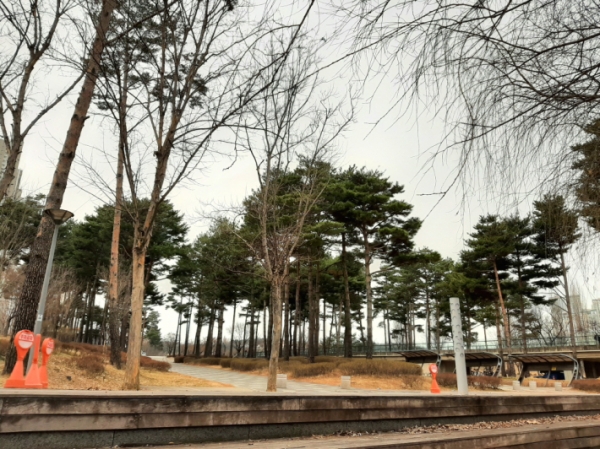 다리 아래를 통과하면 소나무길이 나온다. 계단을 올라가면 호수공원의 메인 산책로다.