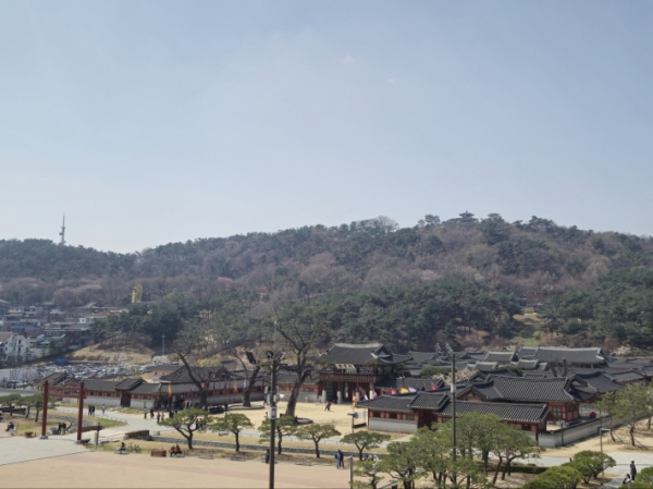▲미술관 옥상정원에서 바라본 화성행궁의 실시간 벚꽃 개화 현황(2025년 4월 4일 방문 모습)